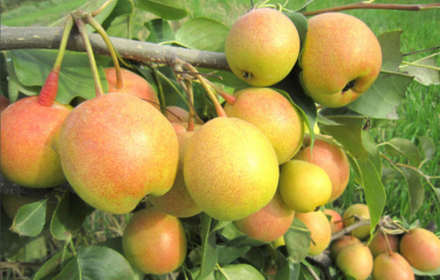 安徽梨树苗品种