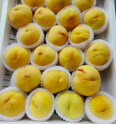 郑州桃树苗品种